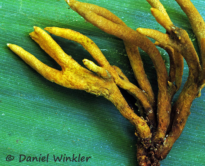 Nargiza Abdullaeva seks video Uzoq vaqt davomida jinsiy aloqa qilish zararli.